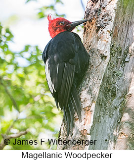 Magellanic Woodpecker - © James F Wittenberger and Exotic Birding LLC