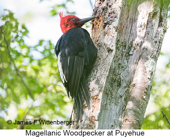 Magellanic Woodpecker - © James F Wittenberger and Exotic Birding LLC