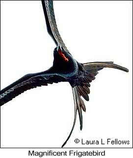 Magnificent Frigatebird - © Laura L Fellows and Exotic Birding LLC