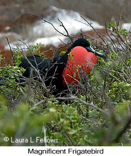 Magnificent Frigatebird - © Laura L Fellows and Exotic Birding LLC
