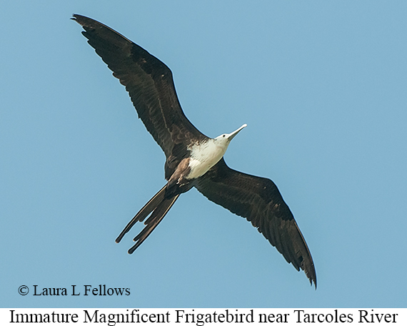 Magnificent Frigatebird - © James F Wittenberger and Exotic Birding LLC