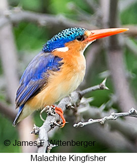 Malachite Kingfisher - © James F Wittenberger and Exotic Birding LLC