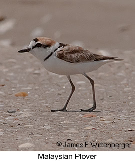 Malaysian Plover - © James F Wittenberger and Exotic Birding LLC