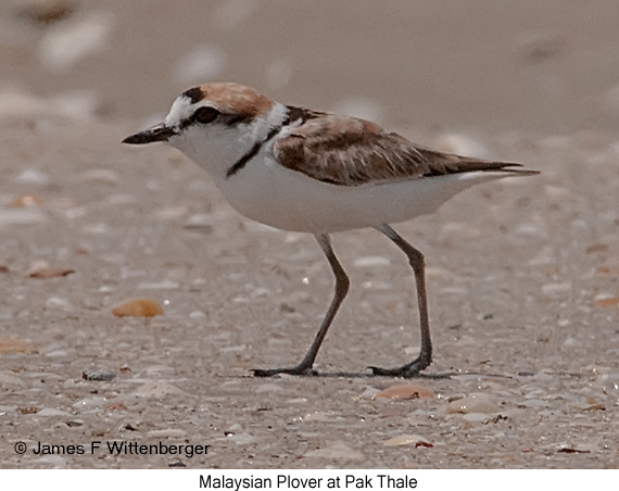 Malaysian Plover - © James F Wittenberger and Exotic Birding LLC