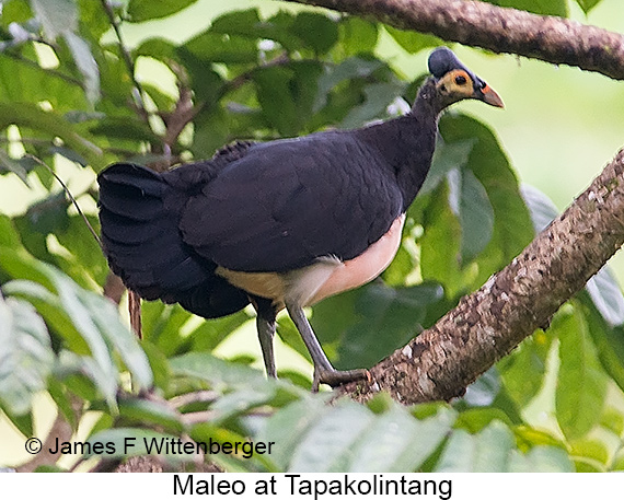Maleo - © James F Wittenberger and Exotic Birding LLC