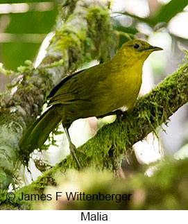 Malia - © James F Wittenberger and Exotic Birding LLC