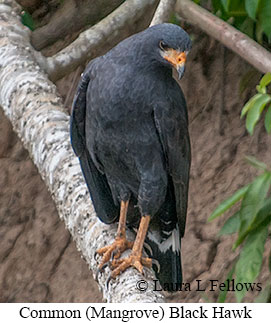 Common Black Hawk - © Laura L Fellows and Exotic Birding LLC