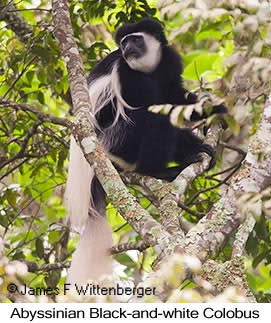 Mantled Guereza - © James F Wittenberger and Exotic Birding LLC