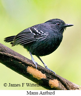 Manu Antbird - © James F Wittenberger and Exotic Birding LLC