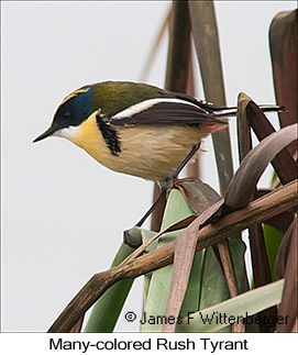 Many-colored Rush Tyrant - © James F Wittenberger and Exotic Birding LLC