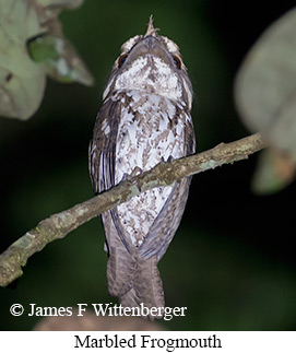 Marbled Frogmouth - © James F Wittenberger and Exotic Birding LLC