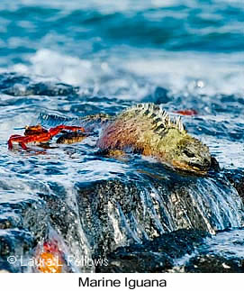 Marine Iguana on Fernandina Island in the Galapagos Islands - &copy; Laura L Fellows and Exotic Birding tours