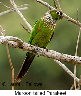 Maroon-tailed Parakeet - © Laura L Fellows and Exotic Birding LLC