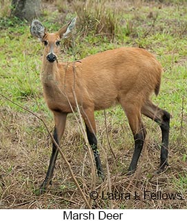 Marsh Deer - © Laura L Fellows and Exotic Birding LLC