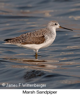 Marsh Sandpiper - © James F Wittenberger and Exotic Birding LLC