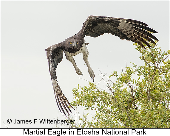Martial Eagle - © James F Wittenberger and Exotic Birding LLC