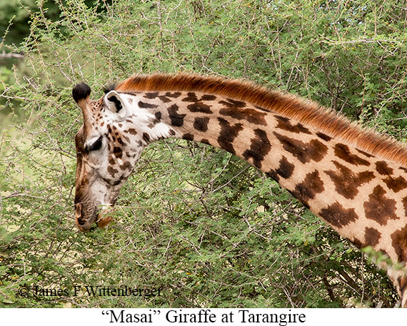 Masai Giraffe - © James F Wittenberger and Exotic Birding LLC