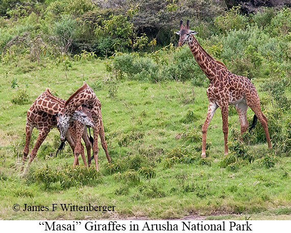 Masai Giraffe - © James F Wittenberger and Exotic Birding LLC