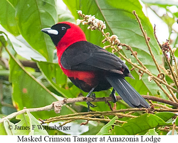 Masked Crimson Tanager - © James F Wittenberger and Exotic Birding LLC
