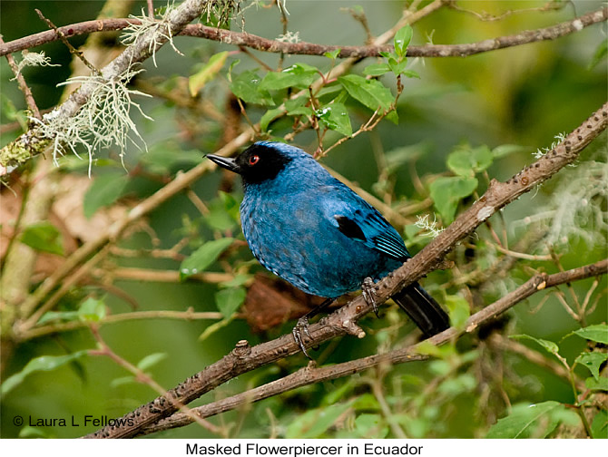 Masked Flowerpiercer - &copy; Laura L Fellows and Exotic Birding Tours