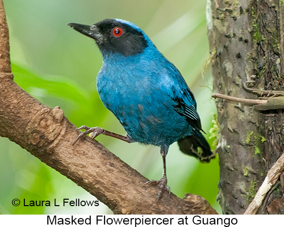 Masked Flowerpiercer - © James F Wittenberger and Exotic Birding LLC