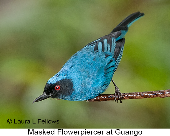 Masked Flowerpiercer - © James F Wittenberger and Exotic Birding LLC