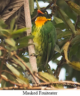 Masked Fruiteater - © James F Wittenberger and Exotic Birding LLC