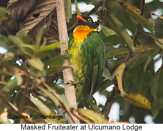 Masked Fruiteater - © James F Wittenberger and Exotic Birding LLC