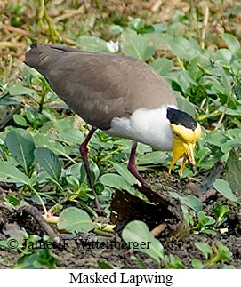 Masked Lapwing - © James F Wittenberger and Exotic Birding LLC