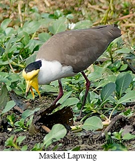 Masked Lapwing - © James F Wittenberger and Exotic Birding LLC