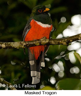 Masked Trogon - © Laura L Fellows and Exotic Birding LLC
