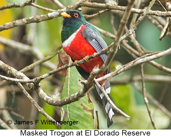 Masked Trogon - © James F Wittenberger and Exotic Birding LLC