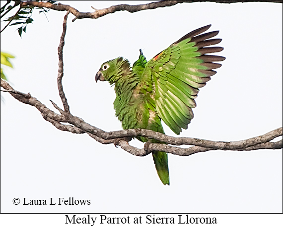 Mealy Amazon - © James F Wittenberger and Exotic Birding LLC