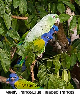 Mealy Parrot - © James F Wittenberger and Exotic Birding LLC
