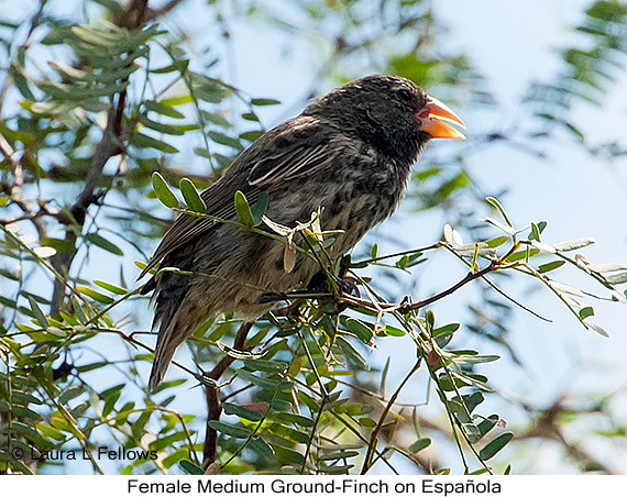 Medium Ground-Finch - © Laura L Fellows and Exotic Birding LLC