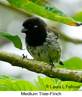 Medium Tree-Finch - © Laura L Fellows and Exotic Birding LLC