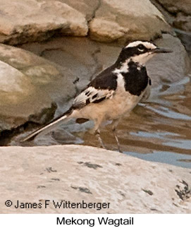 Mekong Wagtail - © James F Wittenberger and Exotic Birding LLC