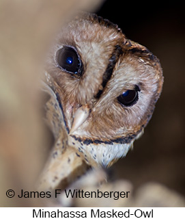 Minahassa Masked-Owl - © James F Wittenberger and Exotic Birding LLC