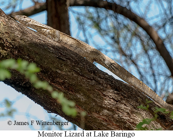 Monitor Lizard - © James F Wittenberger and Exotic Birding LLC