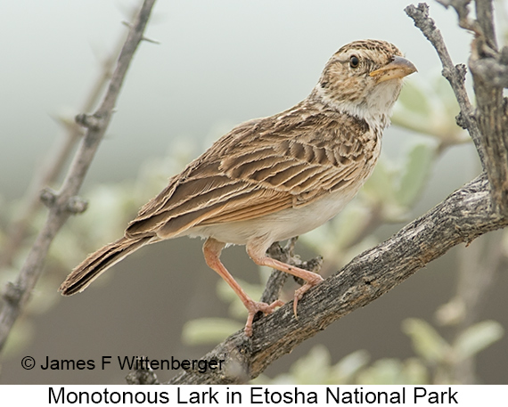 Monotonous Lark - © James F Wittenberger and Exotic Birding LLC
