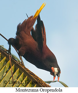 Montezuma Oropendola - © Laura L Fellows and Exotic Birding LLC