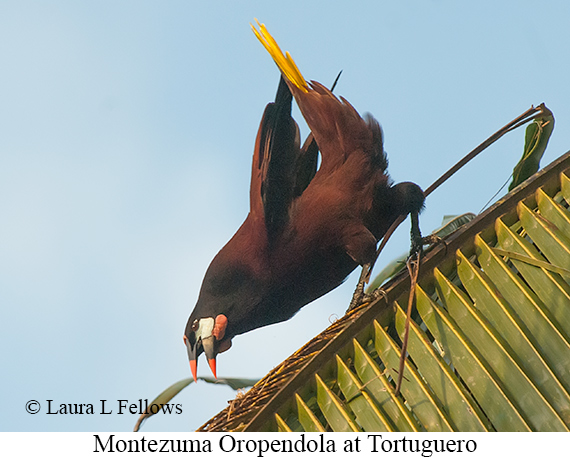 Montezuma Oropendola - © Laura L Fellows and Exotic Birding LLC