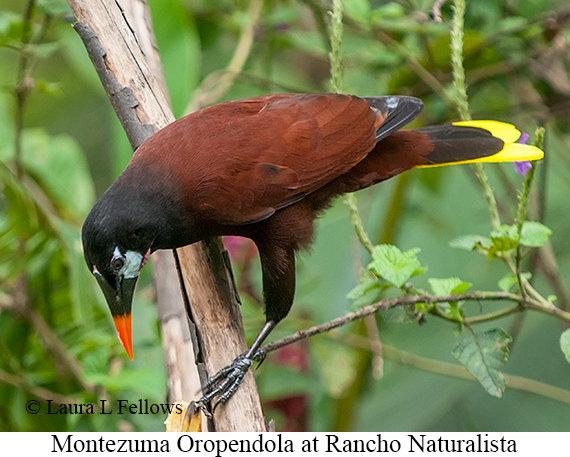 Montezuma Oropendola - © James F Wittenberger and Exotic Birding LLC