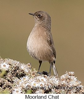 Moorland Chat - © James F Wittenberger and Exotic Birding LLC