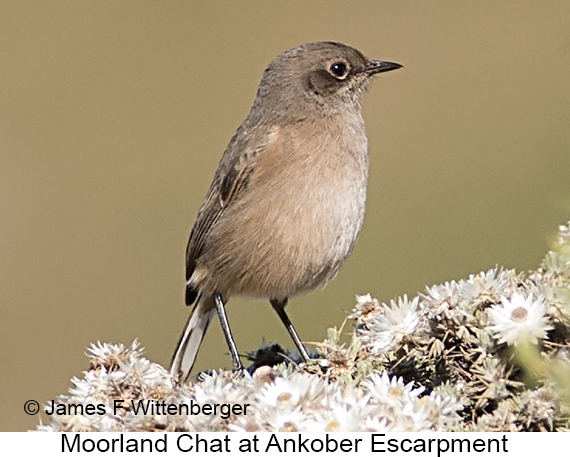 Moorland Chat - © James F Wittenberger and Exotic Birding LLC