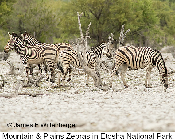 Mountain-and-plains Zebras - © James F Wittenberger and Exotic Birding LLC