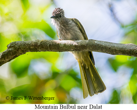 Mountain Bulbul - © James F Wittenberger and Exotic Birding LLC