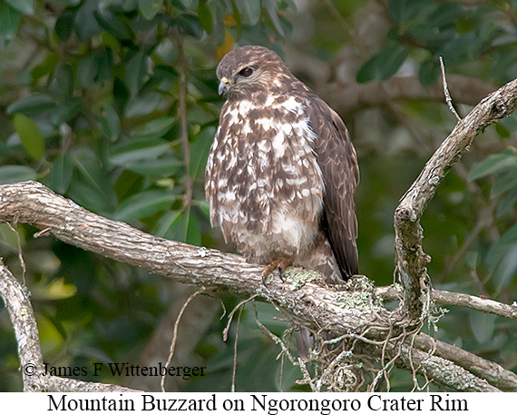 Mountain Buzzard - © James F Wittenberger and Exotic Birding LLC