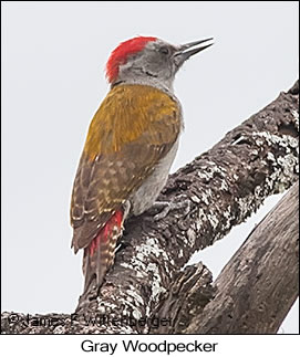 Mountain Gray Woodpecker - © James F Wittenberger and Exotic Birding LLC