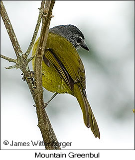 Eastern Mountain-Greenbul - © James F Wittenberger and Exotic Birding LLC